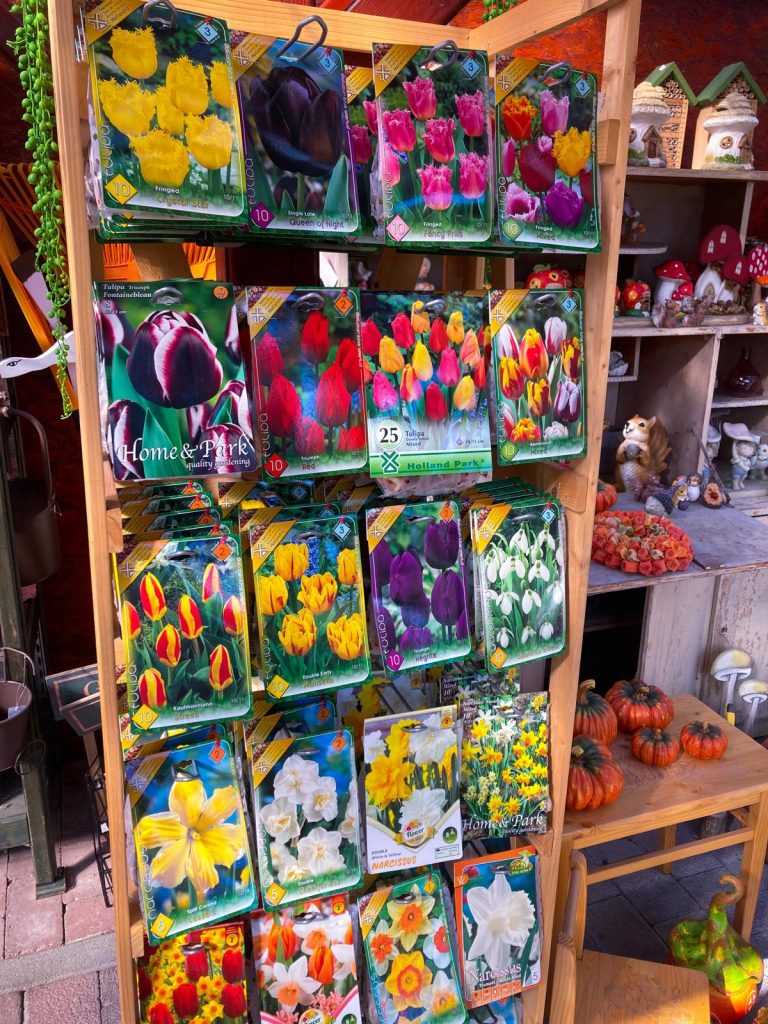 Garden centrum Isabell Hollandse tulpen
